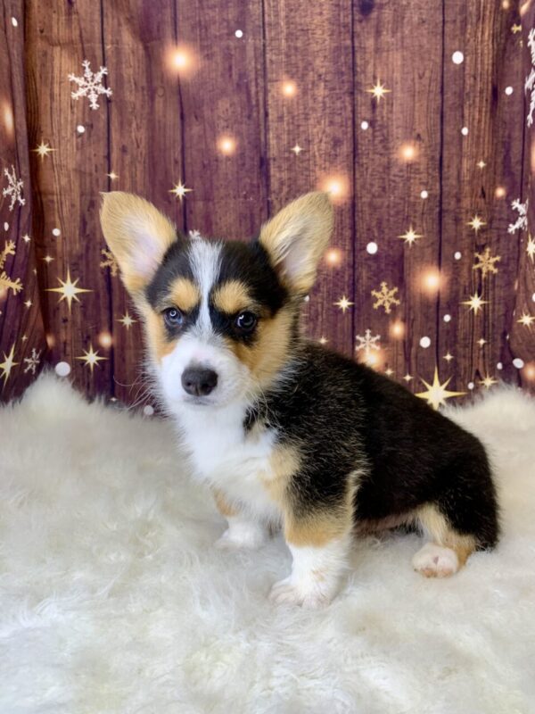 pete-600x800 Pete (Male) Pembroke Welsh Corgi $1899.99