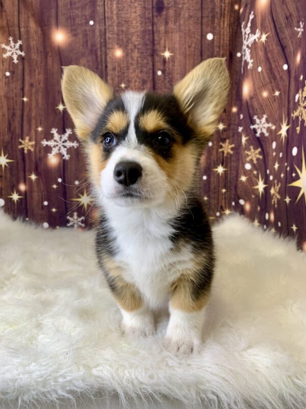pete1-600x800 Pete (Male) Pembroke Welsh Corgi $1899.99