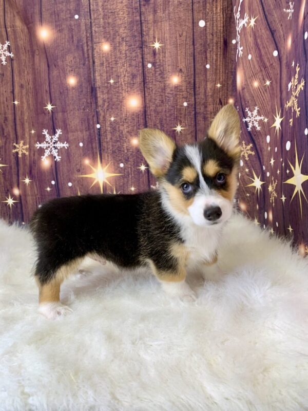 pete2-600x800 Pete (Male) Pembroke Welsh Corgi $1899.99
