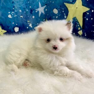 pippi-300x300 Pippi (Female) Pomeranian $1899.99 (Found Loving Home)