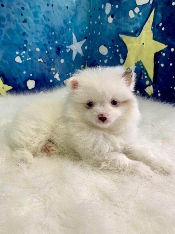 pippi-600x800 Pippi (Female) Pomeranian $1899.99 (Found Loving Home)