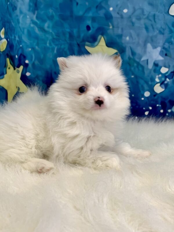 pippi1-600x800 Pippi (Female) Pomeranian $1899.99 (Found Loving Home)