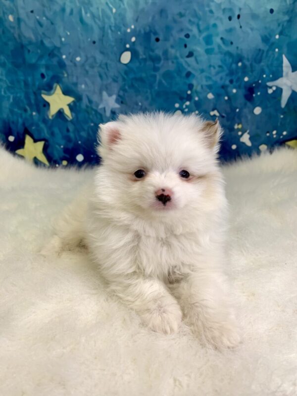 pippi3-600x800 Pippi (Female) Pomeranian $1899.99 (Found Loving Home)