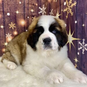 saphire-300x300 Saphire (Female) Saint Bernard $1999.99 (Found Loving Home)