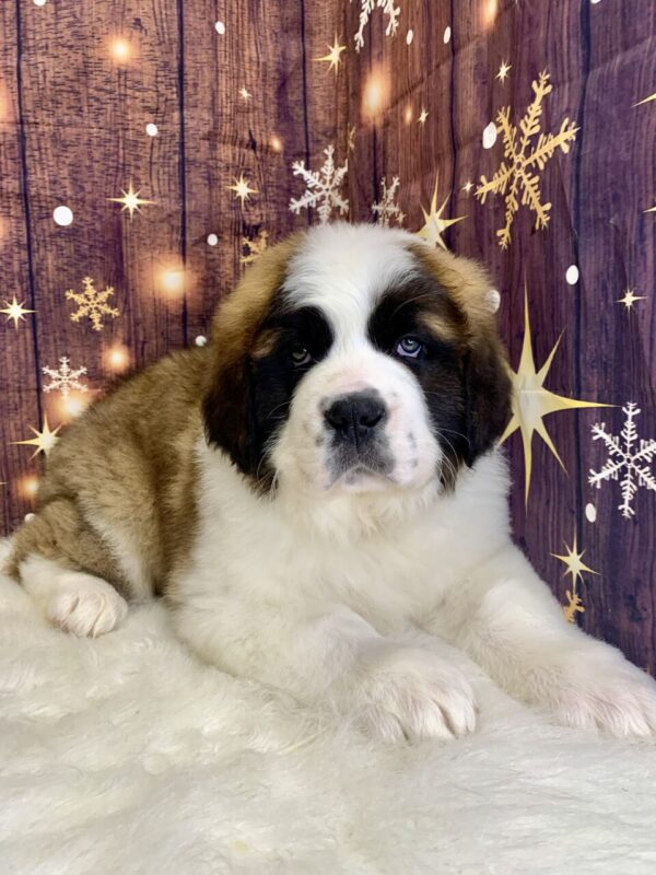 saphire-600x800 Saphire (Female) Saint Bernard $1999.99 (Found Loving Home)