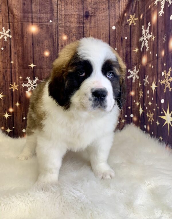 saphire2-600x764 Saphire (Female) Saint Bernard $1999.99 (Found Loving Home)