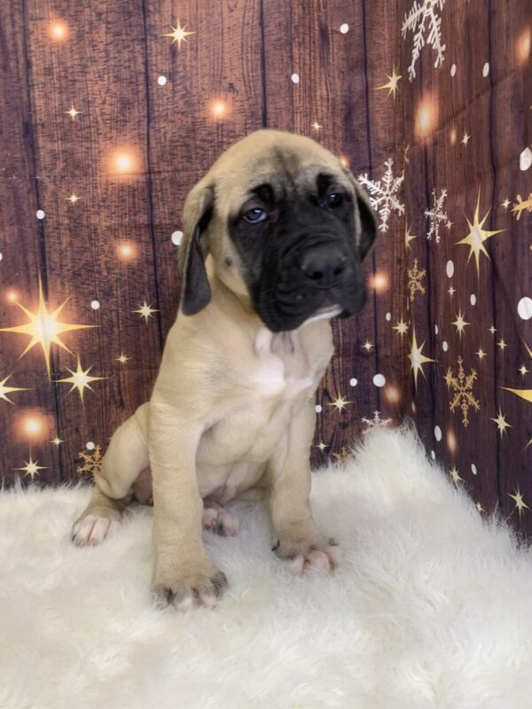 sme3-600x800 Esme (Female) English Mastiff $1999.99 (Found Loving Home)