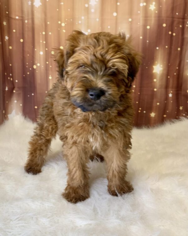 alker-600x754 Walker (Male) Woodle $1899.99 (Found Loving Home)