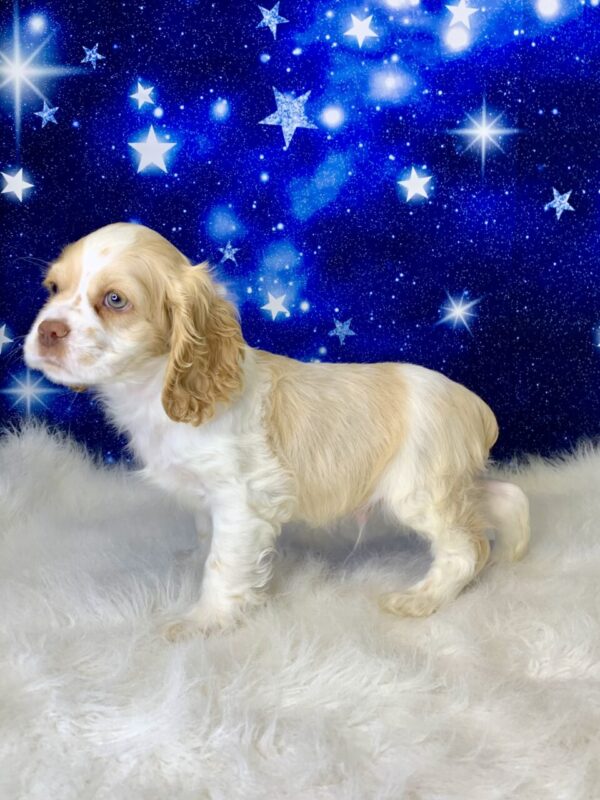 ameron1-600x800 Cameron (Male) Cocker Spaniel $1899.99 (Found Loving Home)