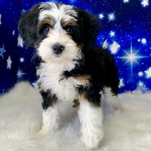 bella-300x300 Bella (Female) Bernadoodle, Mini $1899.99 (Found Loving Home)