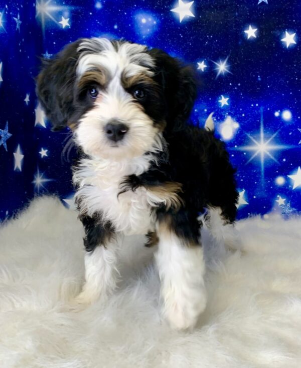 bella-600x735 Bella (Female) Bernadoodle, Mini $1899.99 (Found Loving Home)