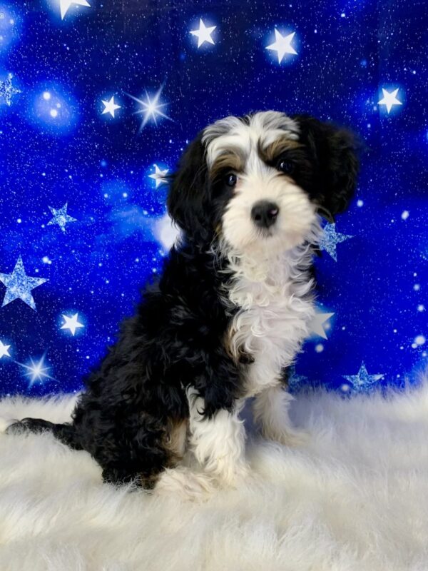 bella1-600x800 Bella (Female) Bernadoodle, Mini $1899.99 (Found Loving Home)