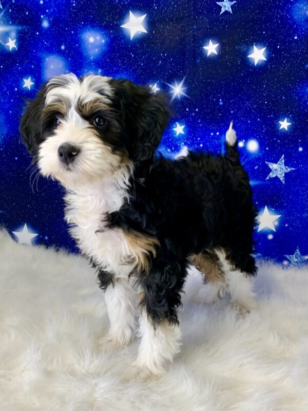 bella3-600x800 Bella (Female) Bernadoodle, Mini $1899.99 (Found Loving Home)
