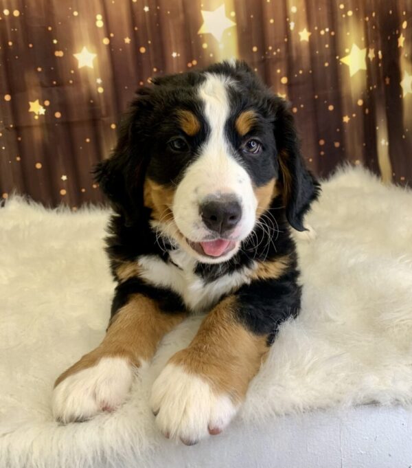 bertha-600x681 Bertha (Female) Bernese Mountain Dog $1999.99