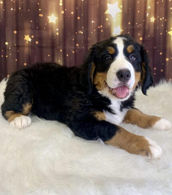 bertha1-600x681 Bertha (Female) Bernese Mountain Dog $1999.99