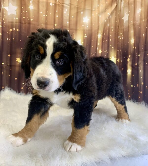 bertha2-600x671 Bertha (Female) Bernese Mountain Dog $1999.99