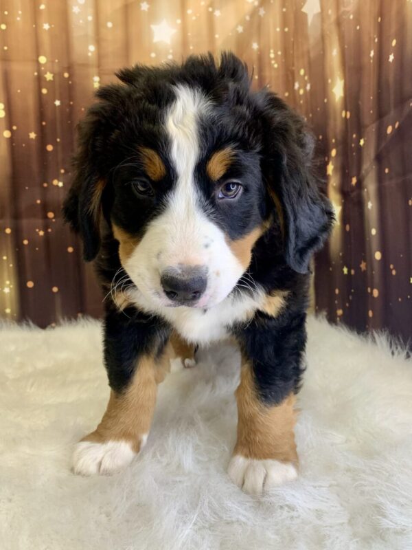 bertha3-600x800 Bertha (Female) Bernese Mountain Dog $1999.99