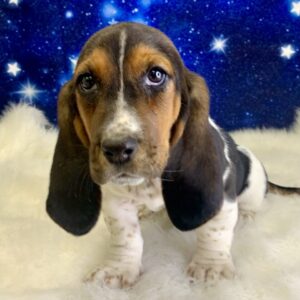 betsy-300x300 Betsy (Female) Bassett Hound $1999.99 (Found a Loving Home 4-15-2025)