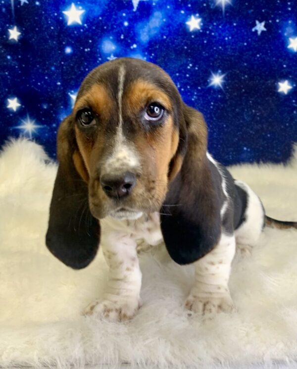 betsy-600x745 Betsy (Female) Bassett Hound $1999.99 (Found a Loving Home 4-15-2025)