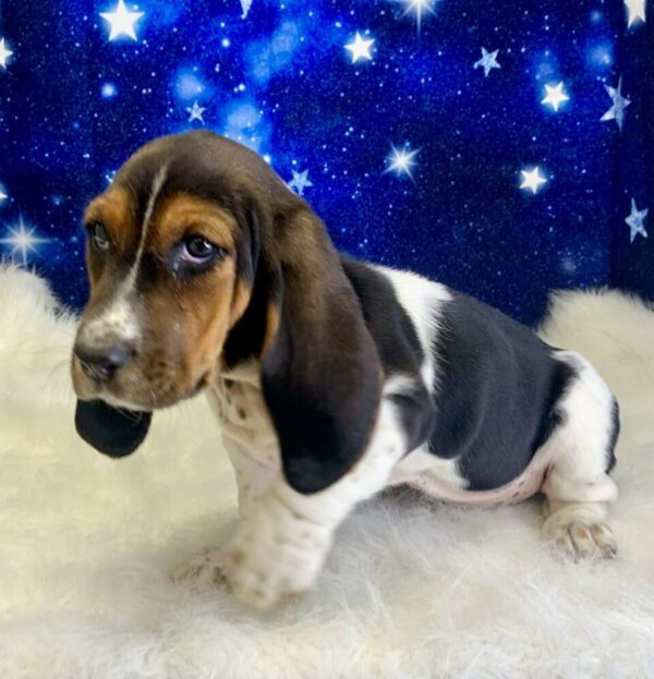 betsy1-600x623 Betsy (Female) Bassett Hound $1999.99 (Found a Loving Home 4-15-2025)