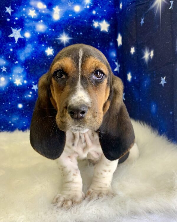 betsy2-600x752 Betsy (Female) Bassett Hound $1999.99 (Found a Loving Home 4-15-2025)