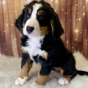 birdie-300x300 Birdie (Female) Bernese Mountain Dog $1999.99 (Found Loving Home)