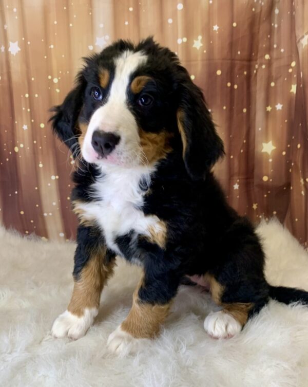 birdie-600x753 Birdie (Female) Bernese Mountain Dog $1999.99 (Found Loving Home)