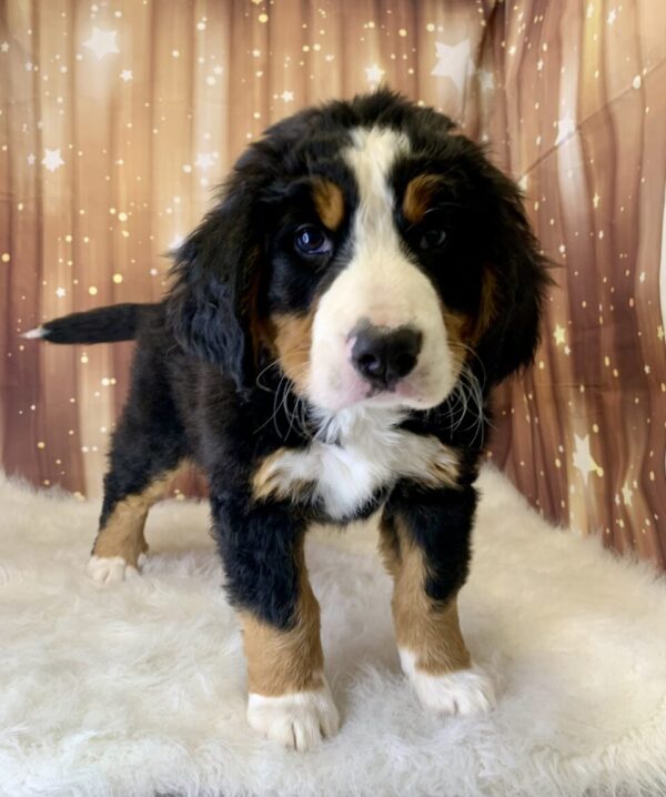 birdie2-600x718 Birdie (Female) Bernese Mountain Dog $1999.99 (Found Loving Home)