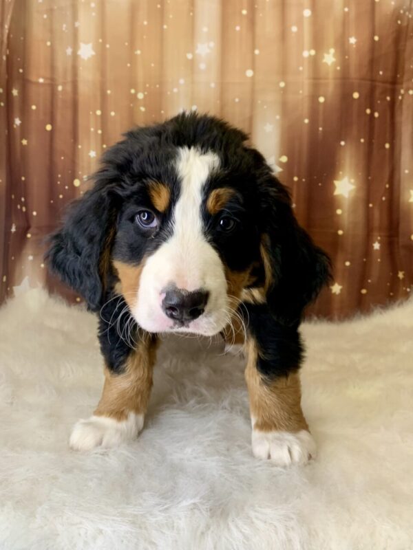 birdie3-600x800 Birdie (Female) Bernese Mountain Dog $1999.99 (Found Loving Home)