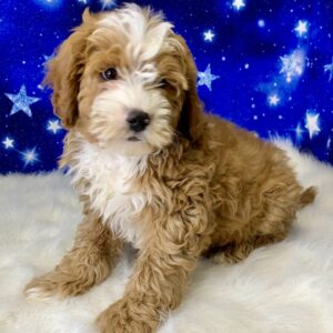 bradley-300x300 Bradley (Male) Bernadoodle, Mini $1899.99