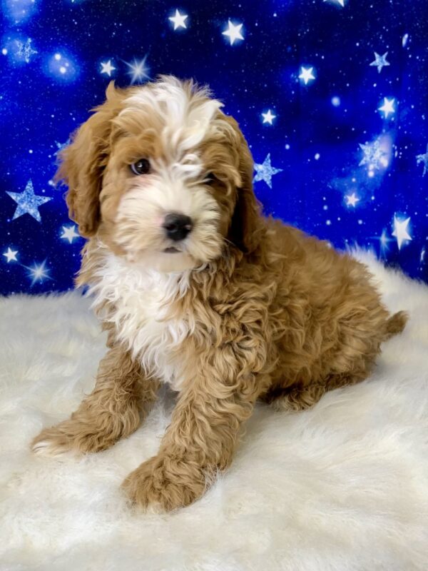 bradley-600x800 Bradley (Male) Bernadoodle, Mini $1899.99