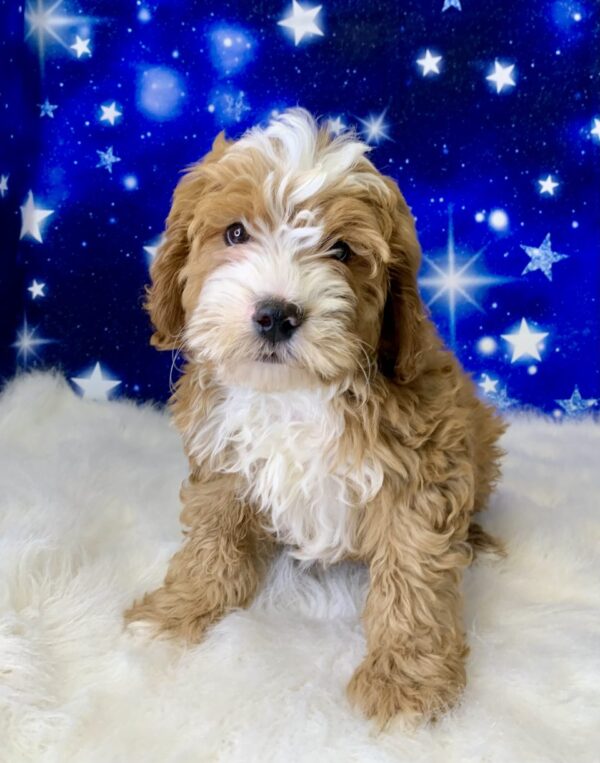 bradley1-600x763 Bradley (Male) Bernadoodle, Mini $1899.99