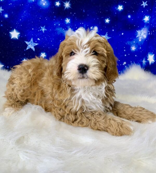 bradley3-600x664 Bradley (Male) Bernadoodle, Mini $1899.99