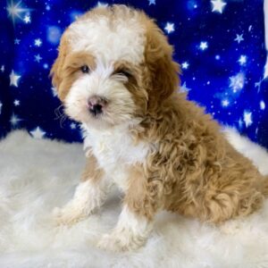 brian-300x300 Brian (Male) Bernadoodle, Mini $1899.99 (Found a Loving Home)