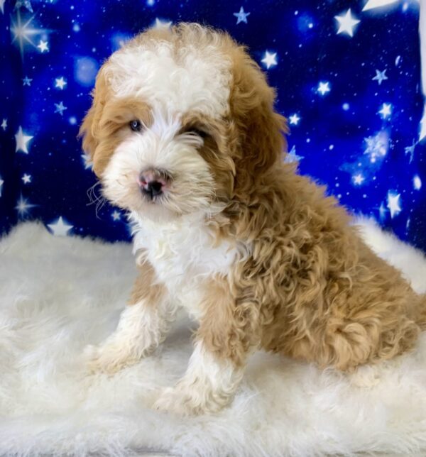 brian-600x644 Brian (Male) Bernadoodle, Mini $1899.99 (Found a Loving Home)