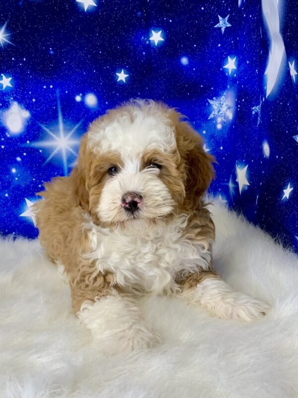 brian1-600x800 Brian (Male) Bernadoodle, Mini $1899.99 (Found a Loving Home)