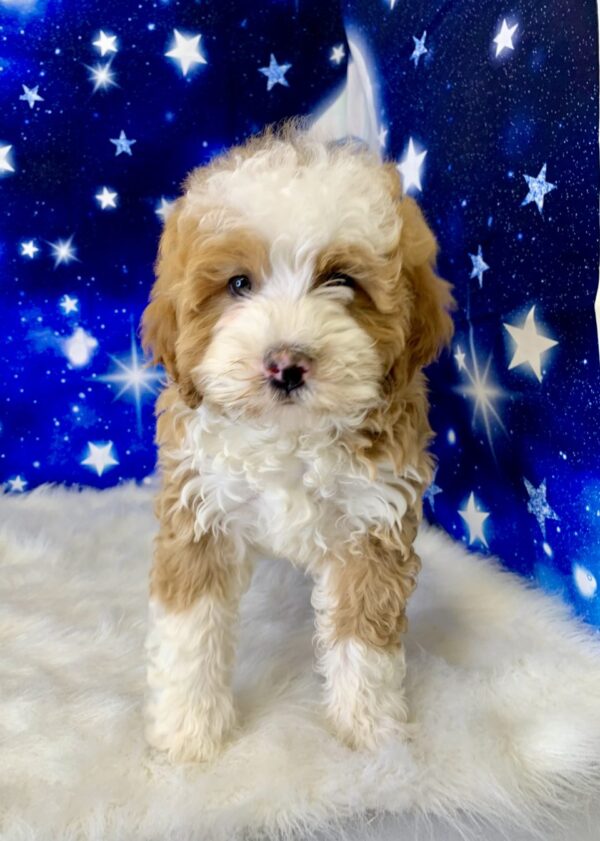 brian2-600x841 Brian (Male) Bernadoodle, Mini $1899.99 (Found a Loving Home)