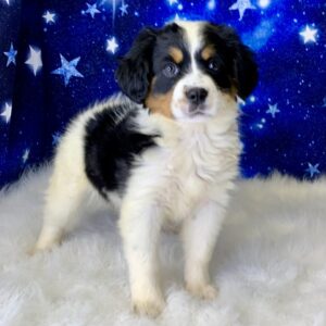 brittany-300x300 Brittany (Female) Bernese Mountain Dog, Mini $1999.99