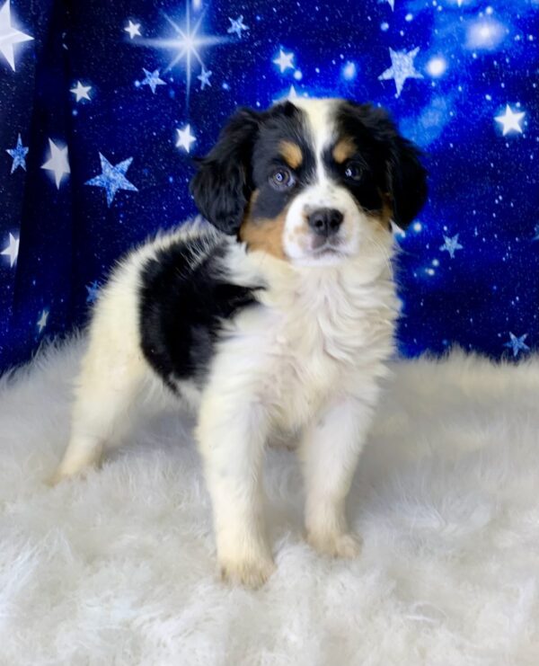 brittany-600x741 Brittany (Female) Bernese Mountain Dog, Mini $1999.99