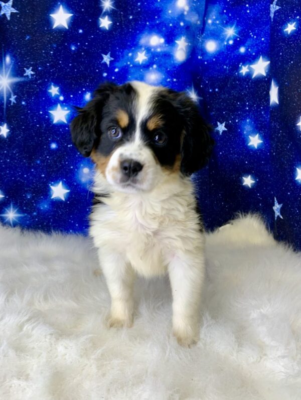 brittany1-600x795 Brittany (Female) Bernese Mountain Dog, Mini $1999.99