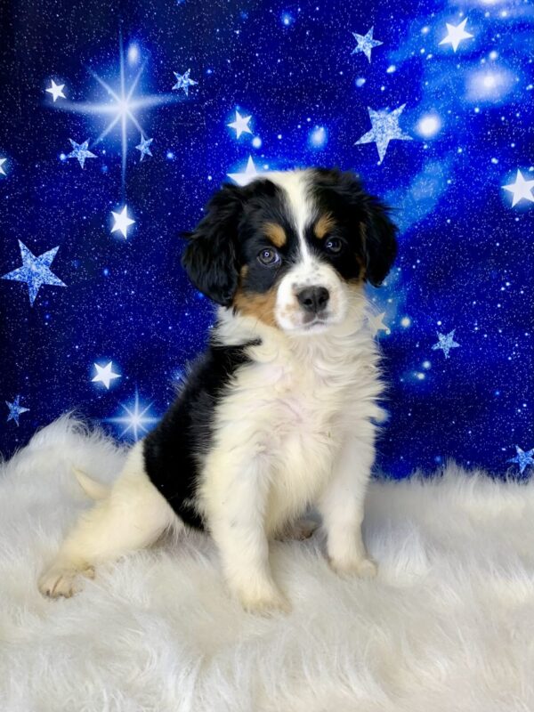 brittany2-600x800 Brittany (Female) Bernese Mountain Dog, Mini $1999.99