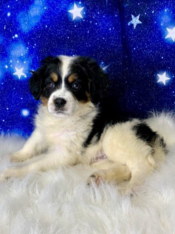 brittany3-600x800 Brittany (Female) Bernese Mountain Dog, Mini $1999.99