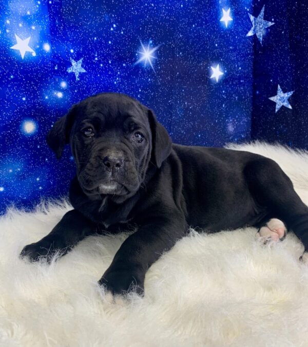 cadence-600x676 Cadence (Female) Cane Corso $2199.99 (Found Loving Home)