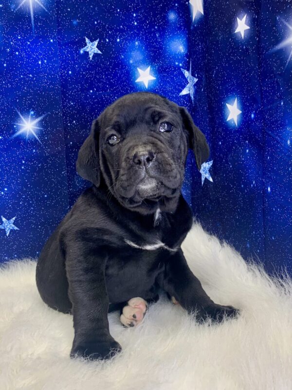 cadence1-600x800 Cadence (Female) Cane Corso $2199.99 (Found Loving Home)