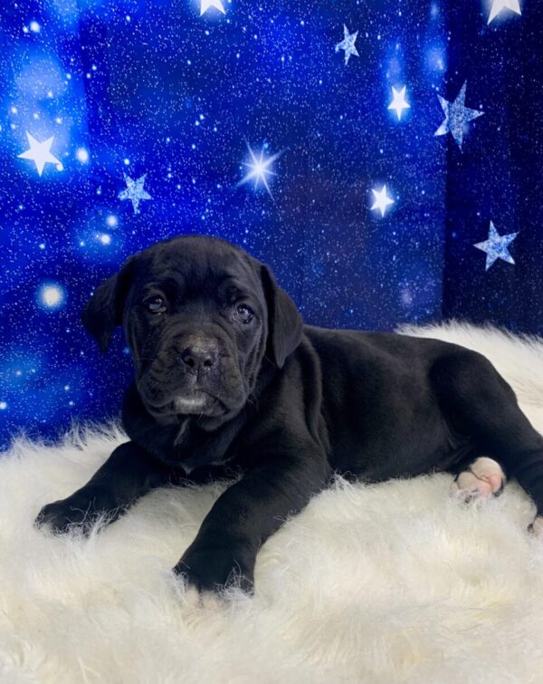 cadence2-600x755 Cadence (Female) Cane Corso $2199.99 (Found Loving Home)