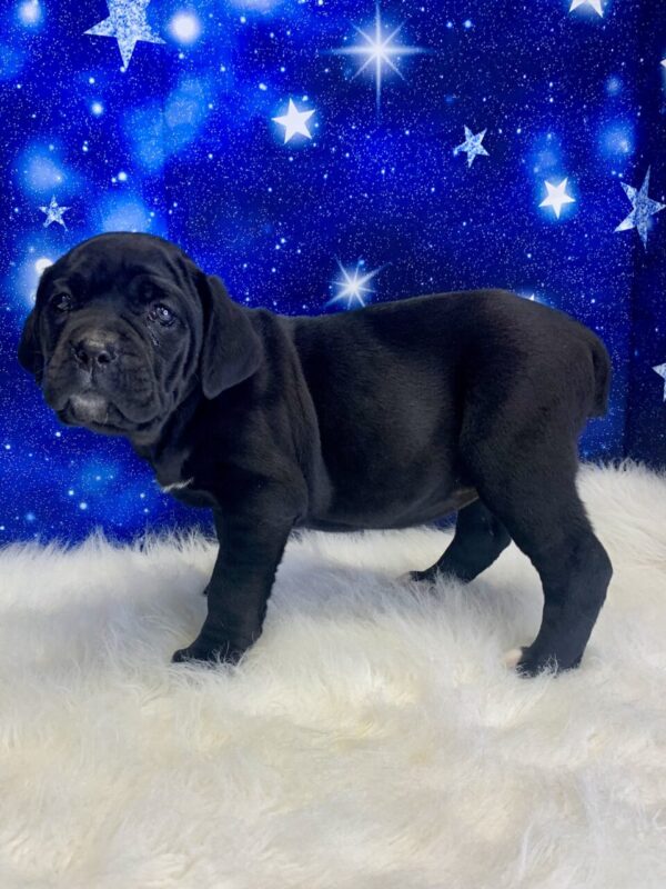 cadence3-600x800 Cadence (Female) Cane Corso $2199.99 (Found Loving Home)