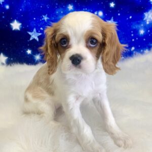calista-300x300 Calista (Female) Cavalier King Charles Spaniel $1999.99