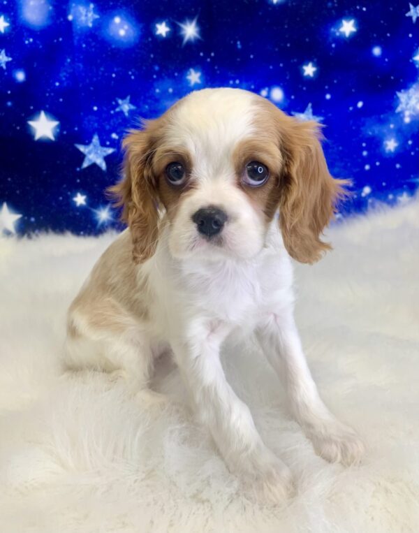 calista-600x763 Calista (Female) Cavalier King Charles Spaniel $1999.99