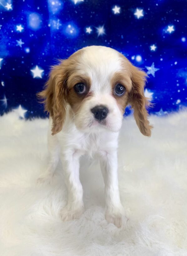 calista1-600x819 Calista (Female) Cavalier King Charles Spaniel $1999.99