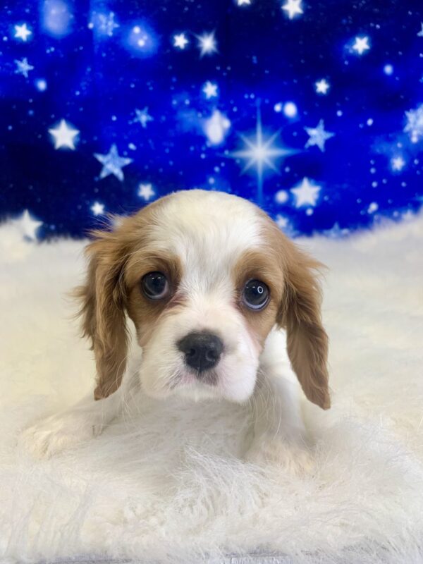 calista2-600x800 Calista (Female) Cavalier King Charles Spaniel $1999.99